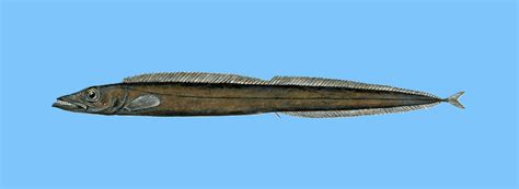 black scabbard fish|Black Scabbardfish: Guide to the Deep.